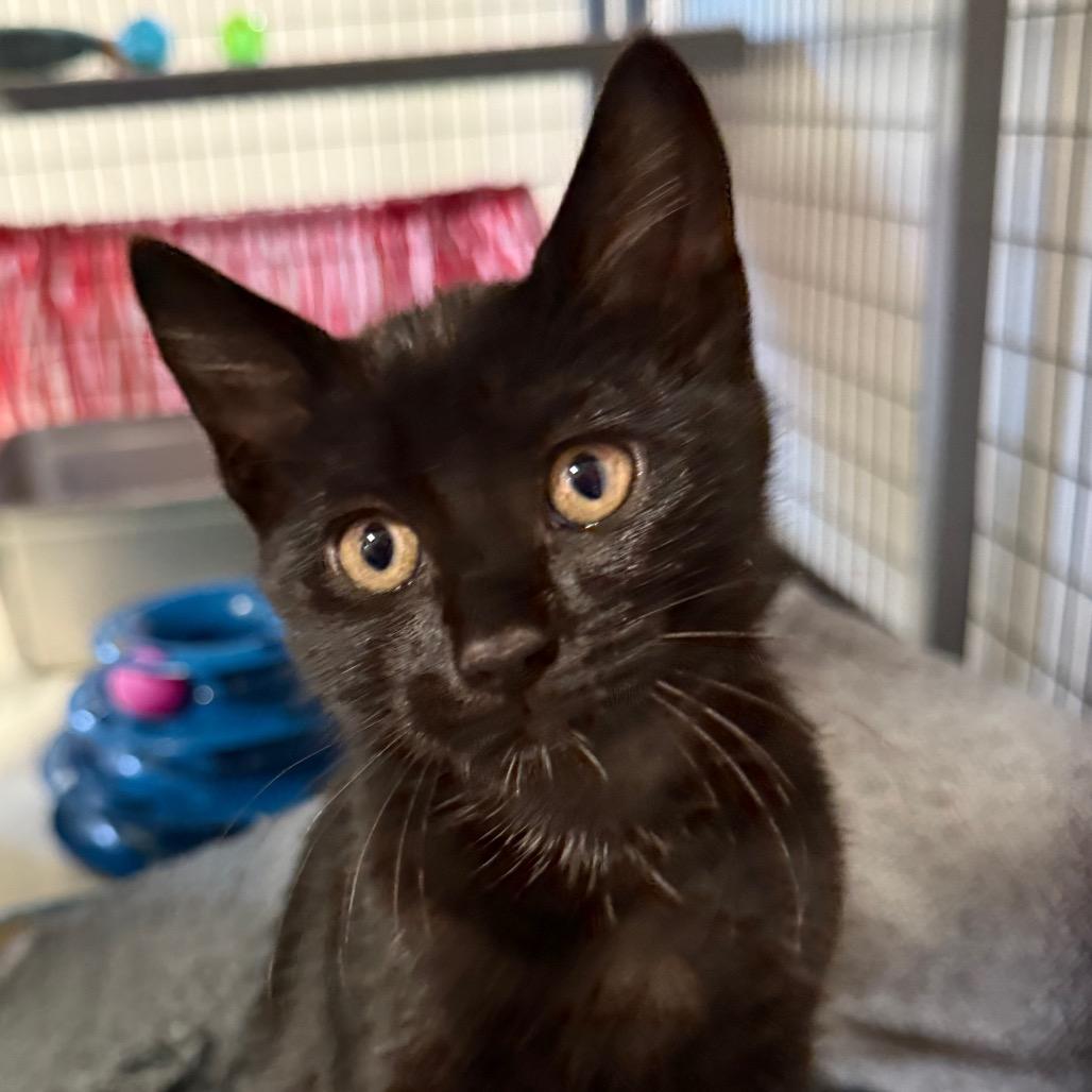 Enlarge Truffle, a Adoptable Domestic Short Hair in Redwood Valley, CA image 1/1