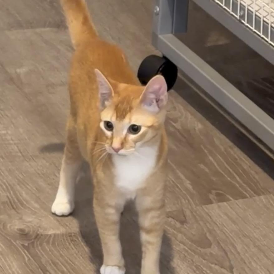 Tigress, Adoptable, Kitten Female Domestic Short Hair.