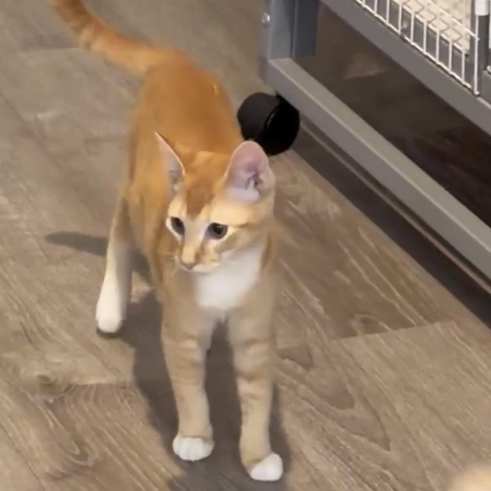 Enlarge Tigress, a Adoptable Domestic Short Hair in Escondido, CA image 2/6