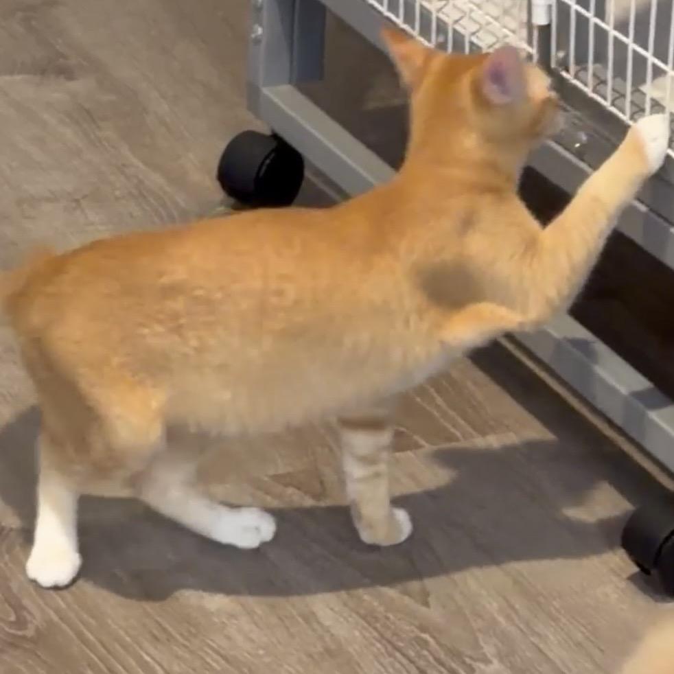 Enlarge Tigress, a Adoptable Domestic Short Hair in Escondido, CA image 3/6