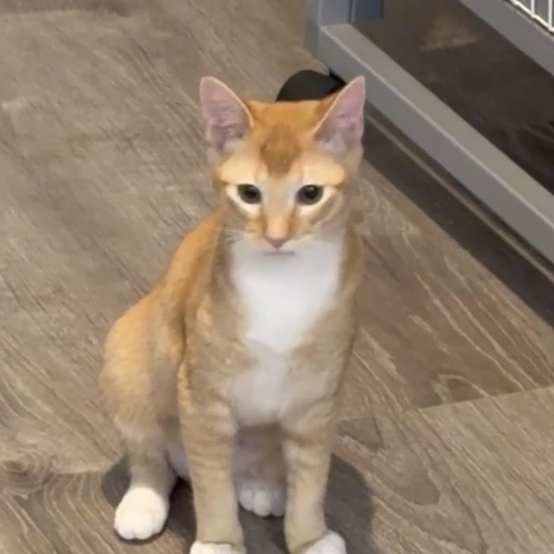 Enlarge Tigress, a Adoptable Domestic Short Hair in Escondido, CA image 4/6