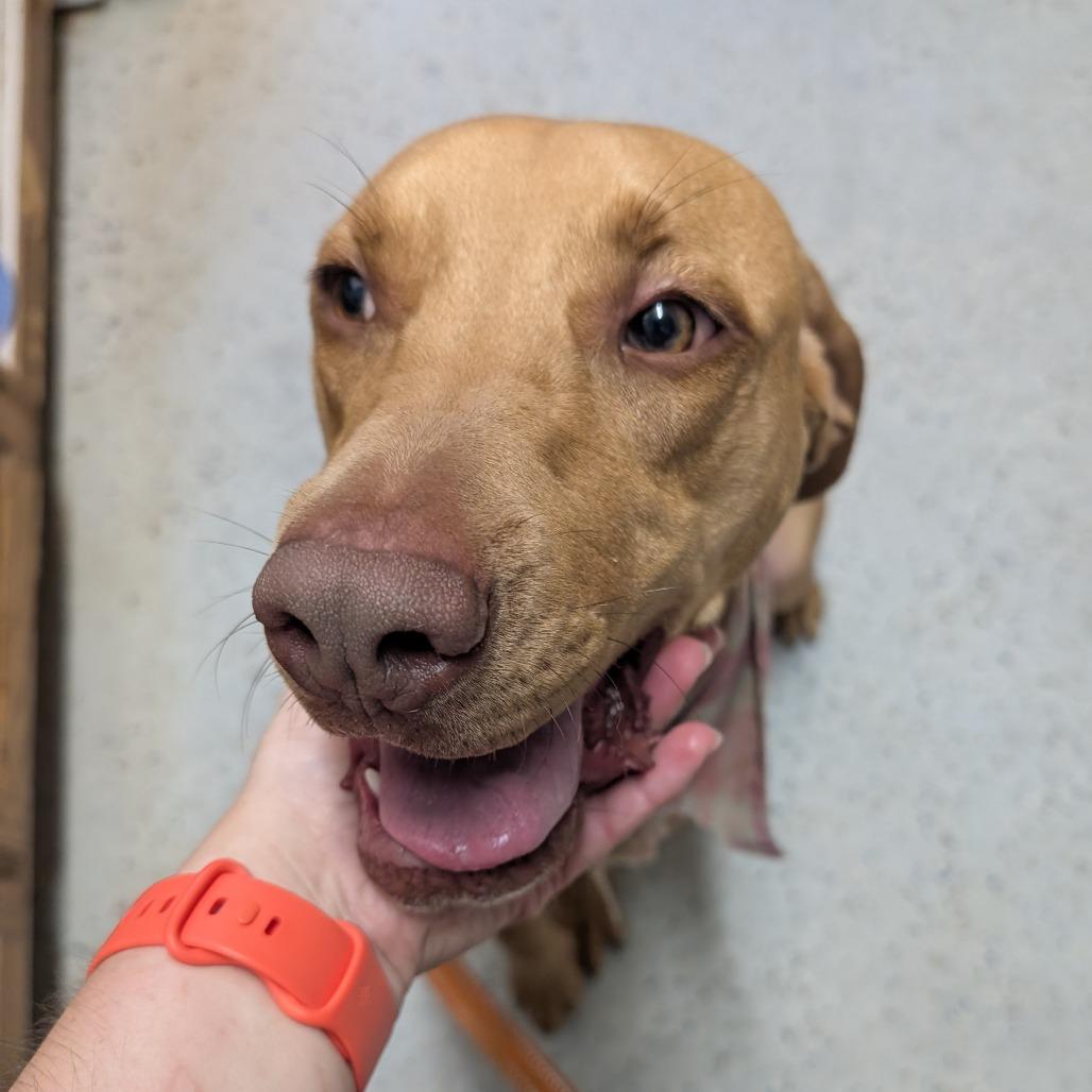 Honey, Adoptable, Adult Female Labrador Retriever.
