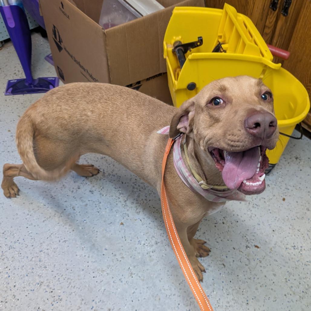 Enlarge Honey, a Adoptable Labrador Retriever in Blair, WI image 2/5