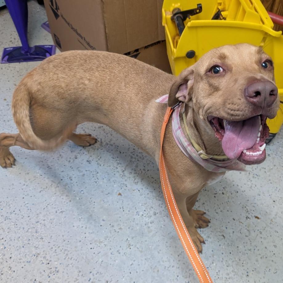 Enlarge Honey, a Adoptable Labrador Retriever in Blair, WI image 3/5