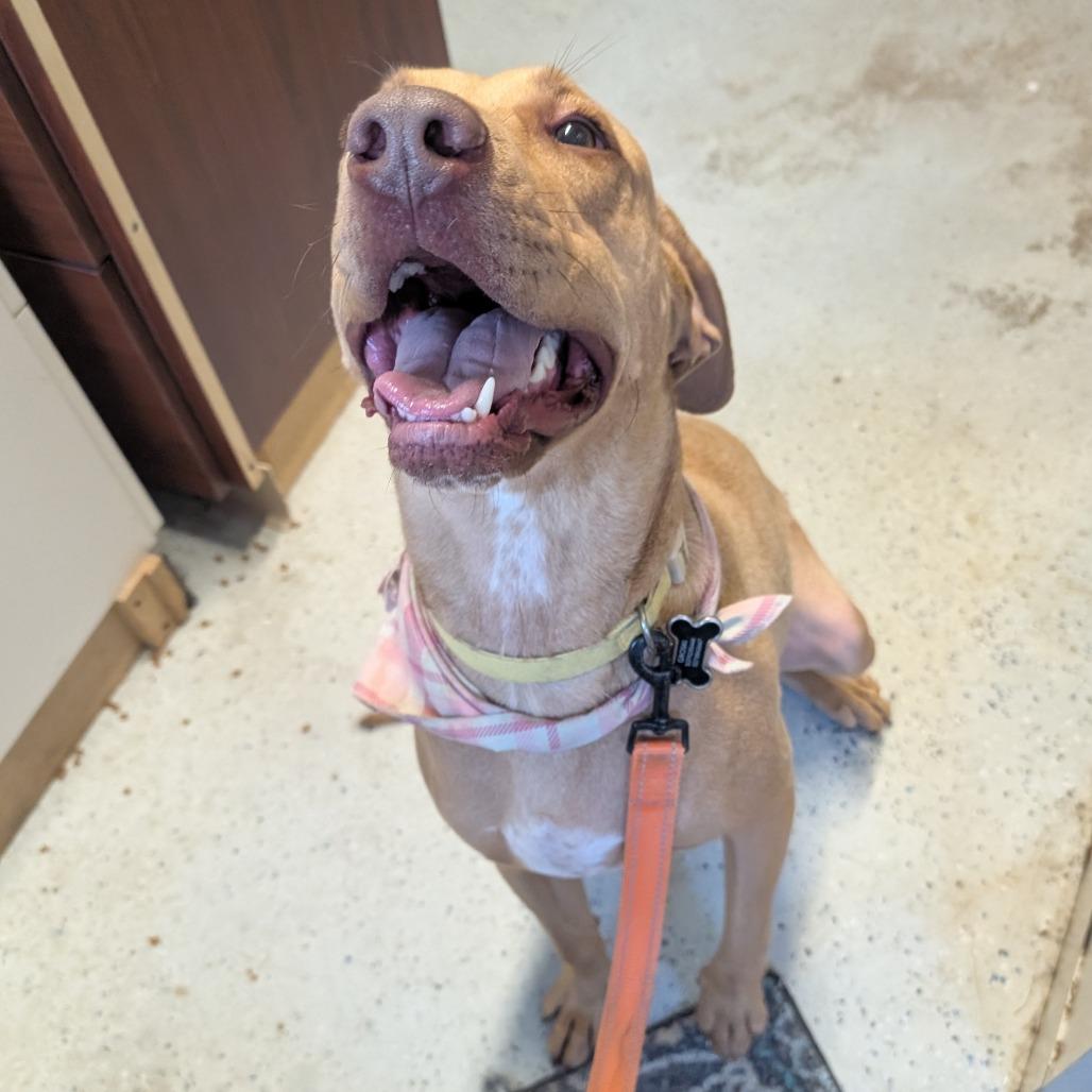 Enlarge Honey, a Adoptable Labrador Retriever in Blair, WI image 4/5
