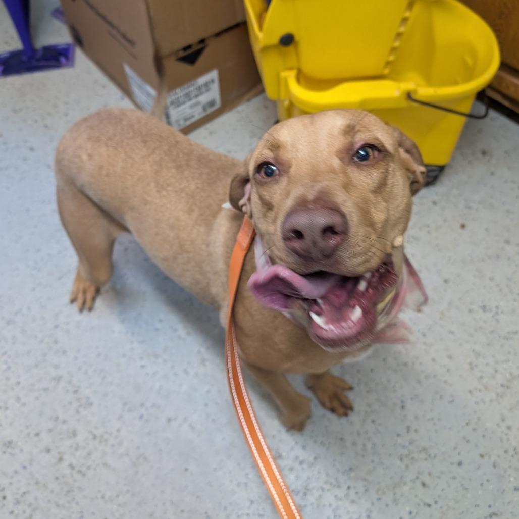 Enlarge Honey, a Adoptable Labrador Retriever in Blair, WI image 5/5