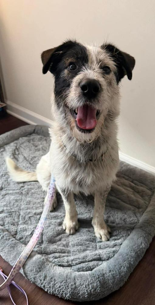 Enlarge McLuvin, a Adoptable mixed breed in Wayne, NJ image 2/2