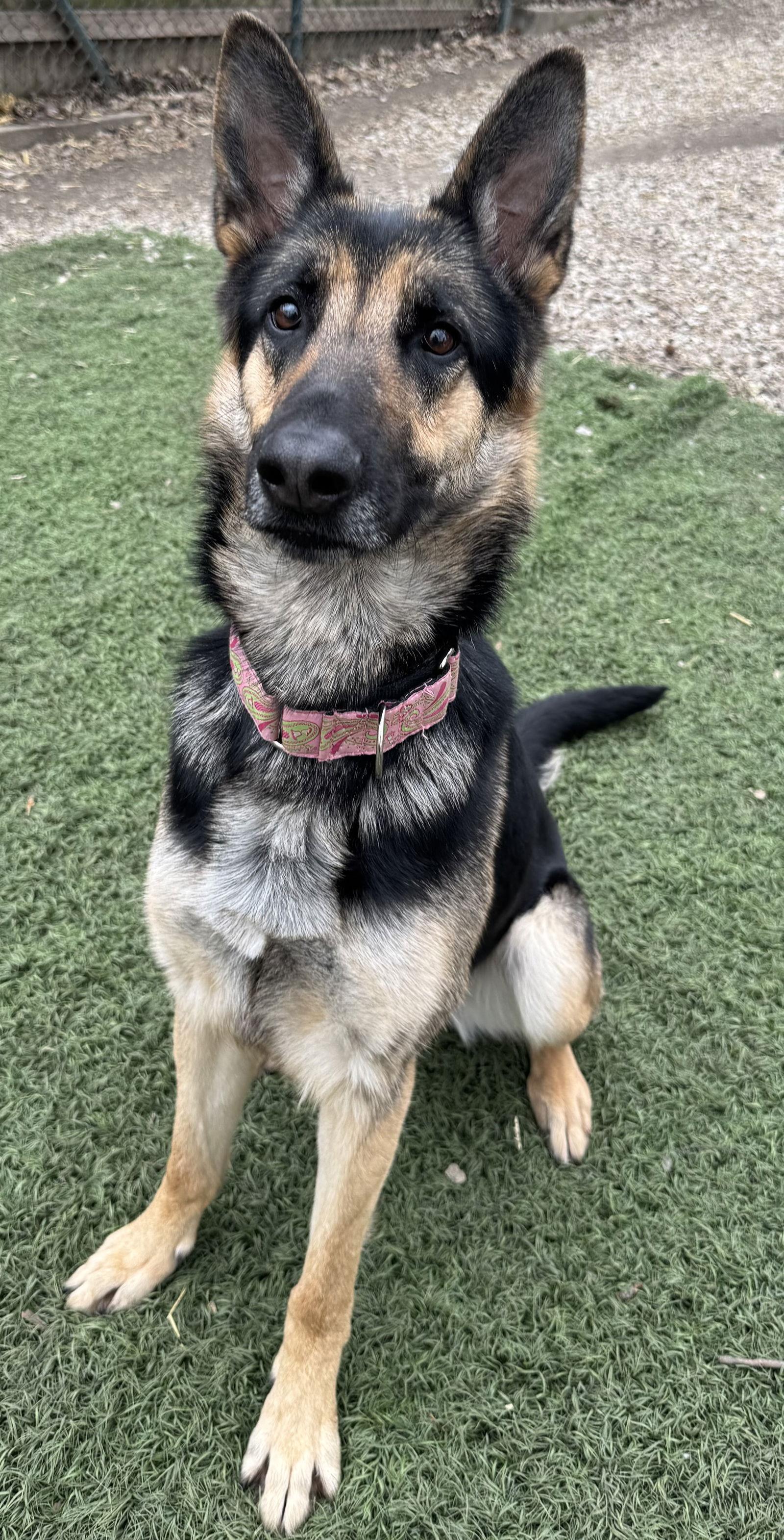 Joy, a Adoptable German Shepherd Dog in Leavenworth, KS image 1/2