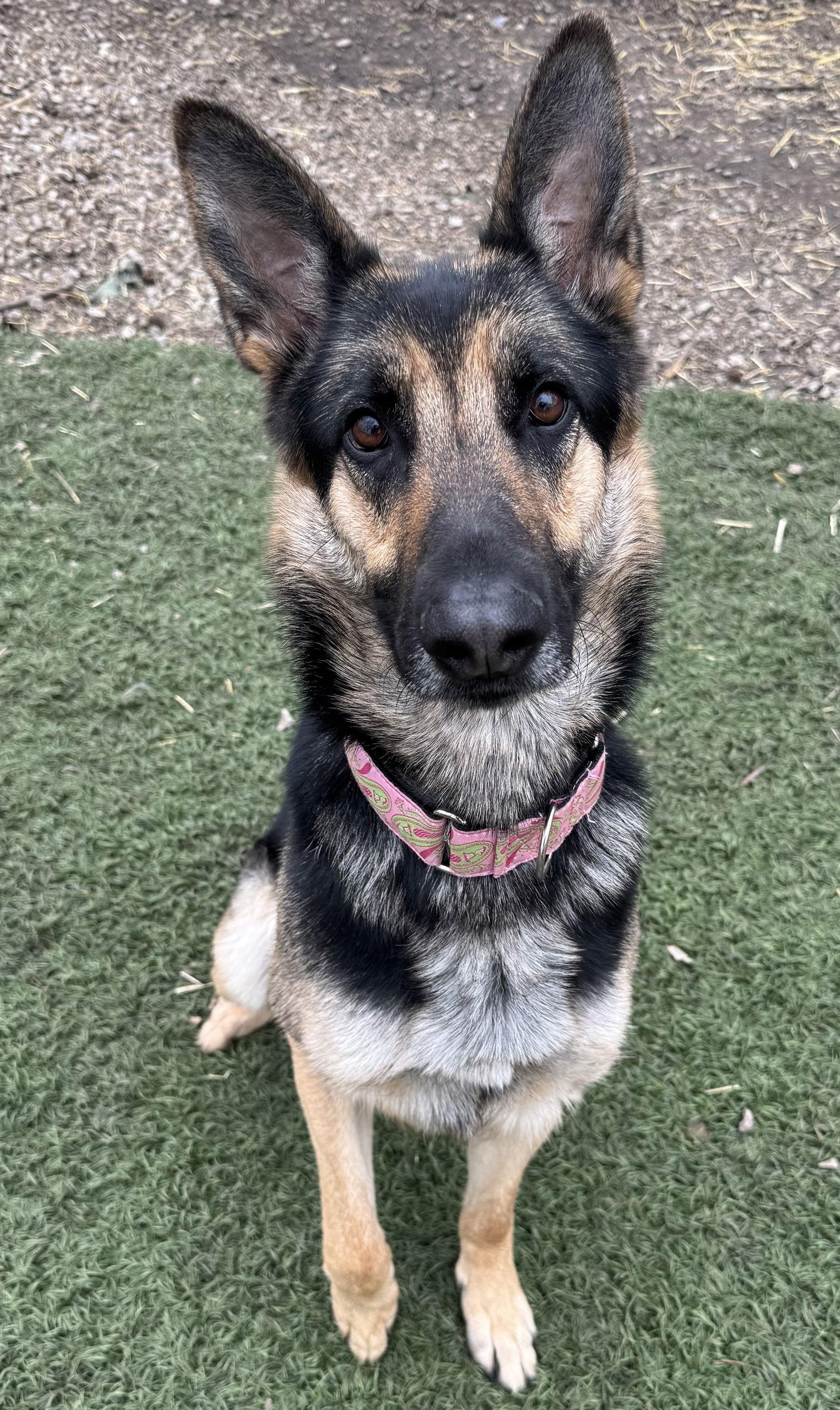 Joy, a Adoptable German Shepherd Dog in Leavenworth, KS image 2/2