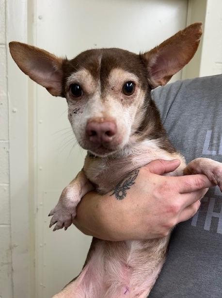 Ian, Adoptable, Senior Male Chihuahua.