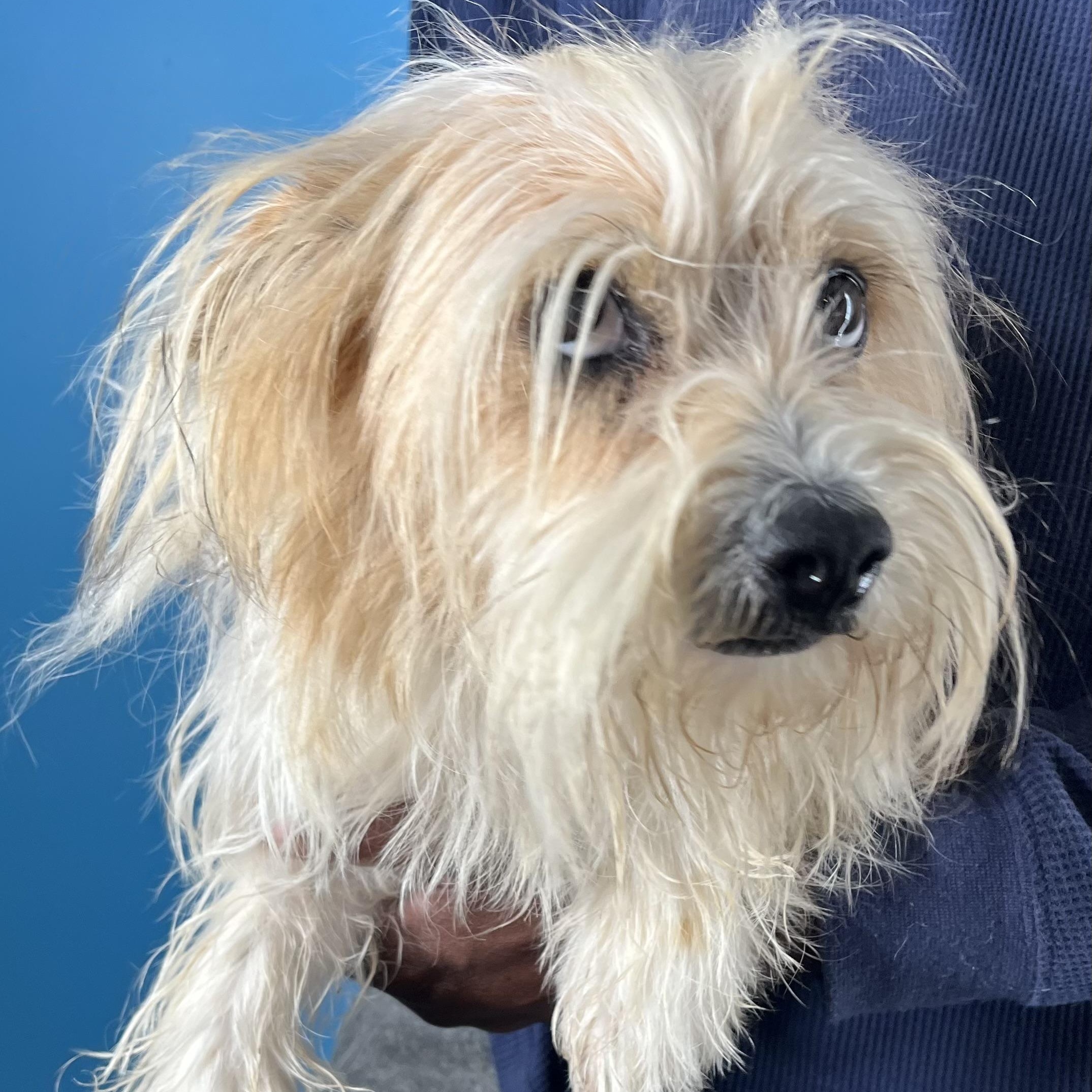 Molly  Local February thumbnail 3