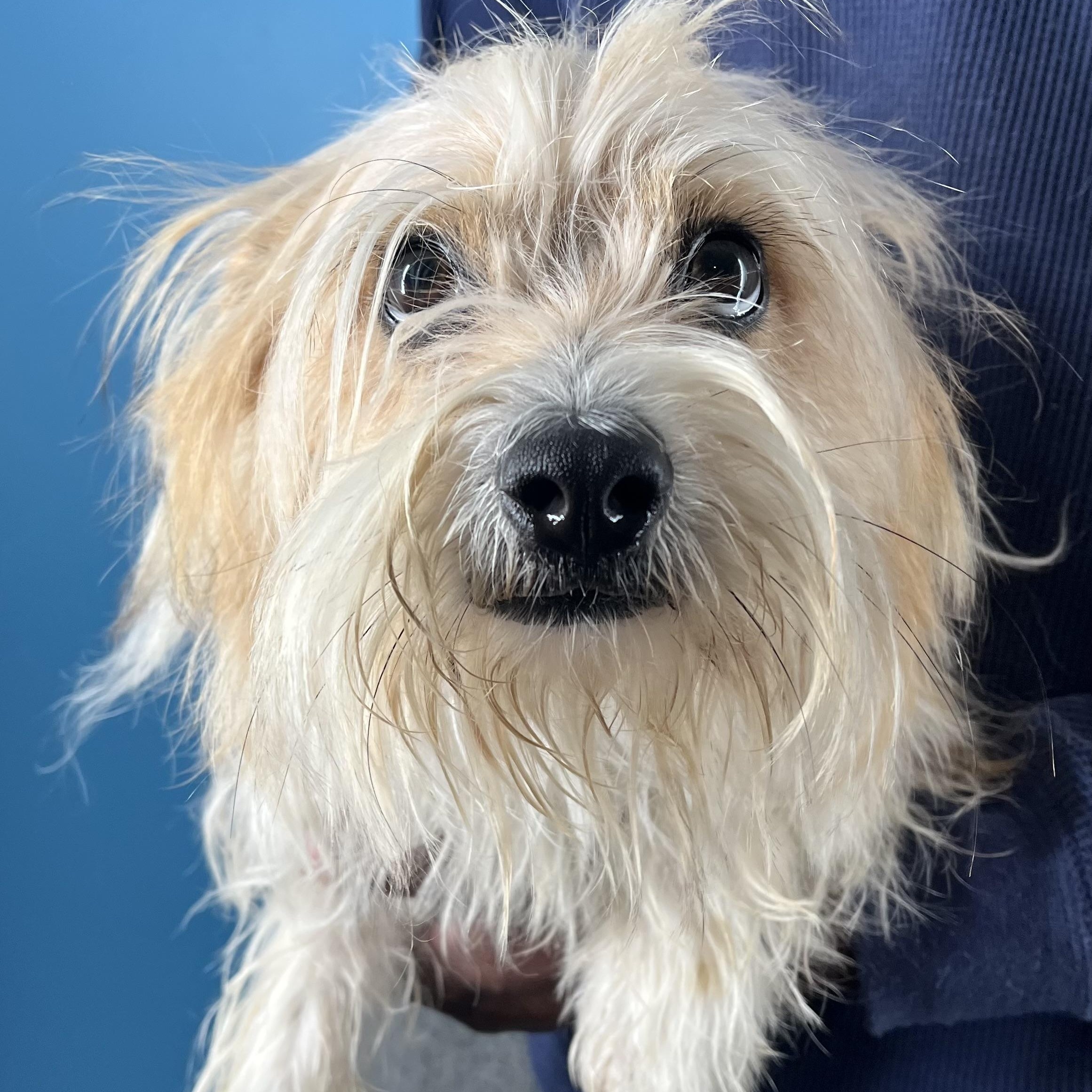 Molly  Local February