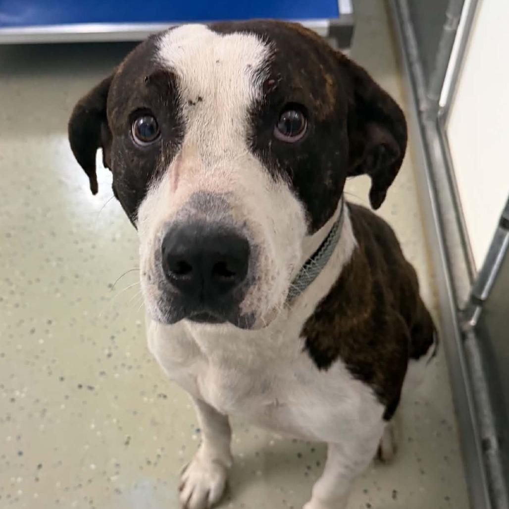 Enlarge Arlo, a Adoptable Pit Bull Terrier in Marion, VA image 1/1