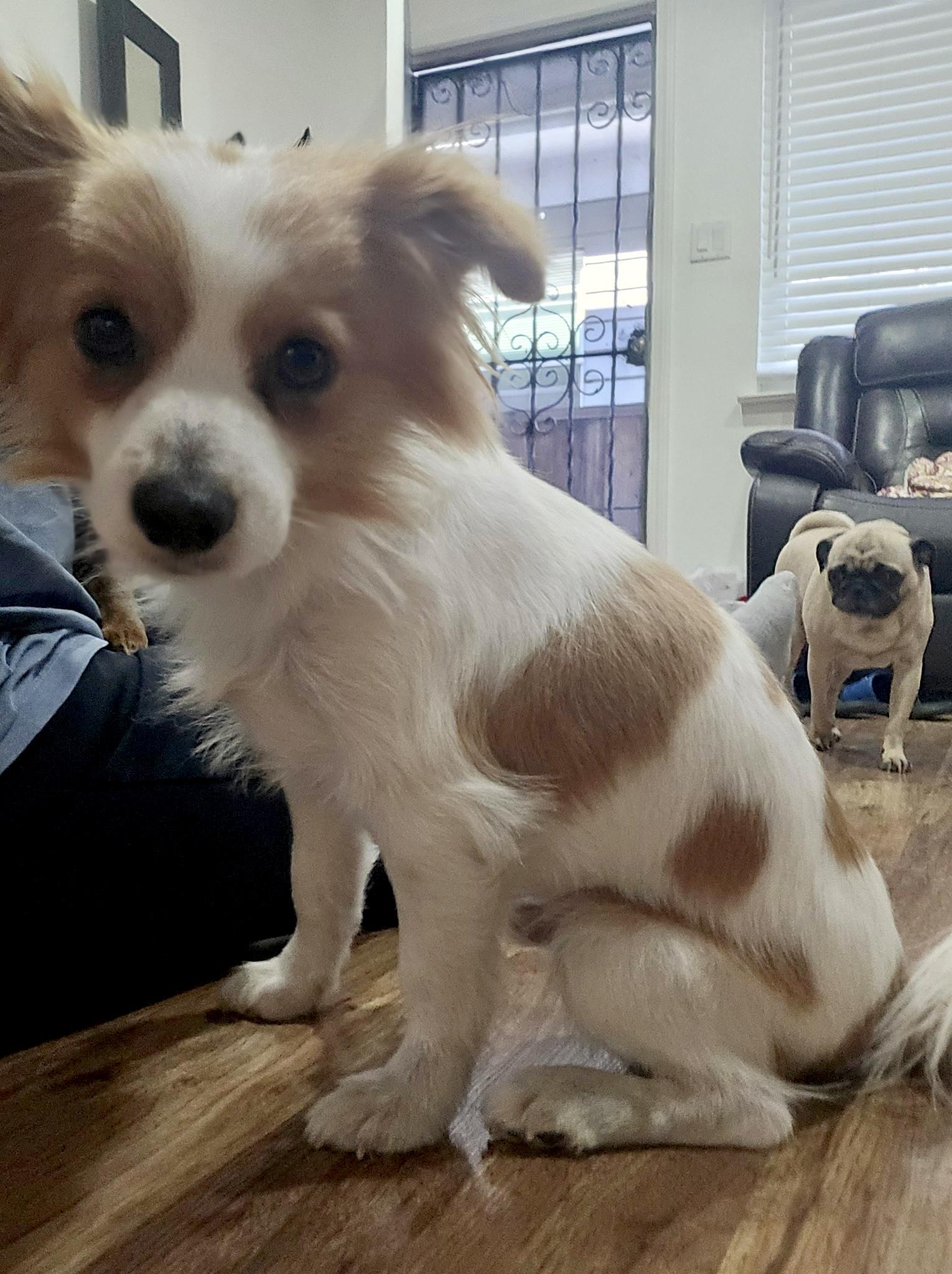 Sol, a Adoptable mixed breed in Walnut Creek, CA image 3/5