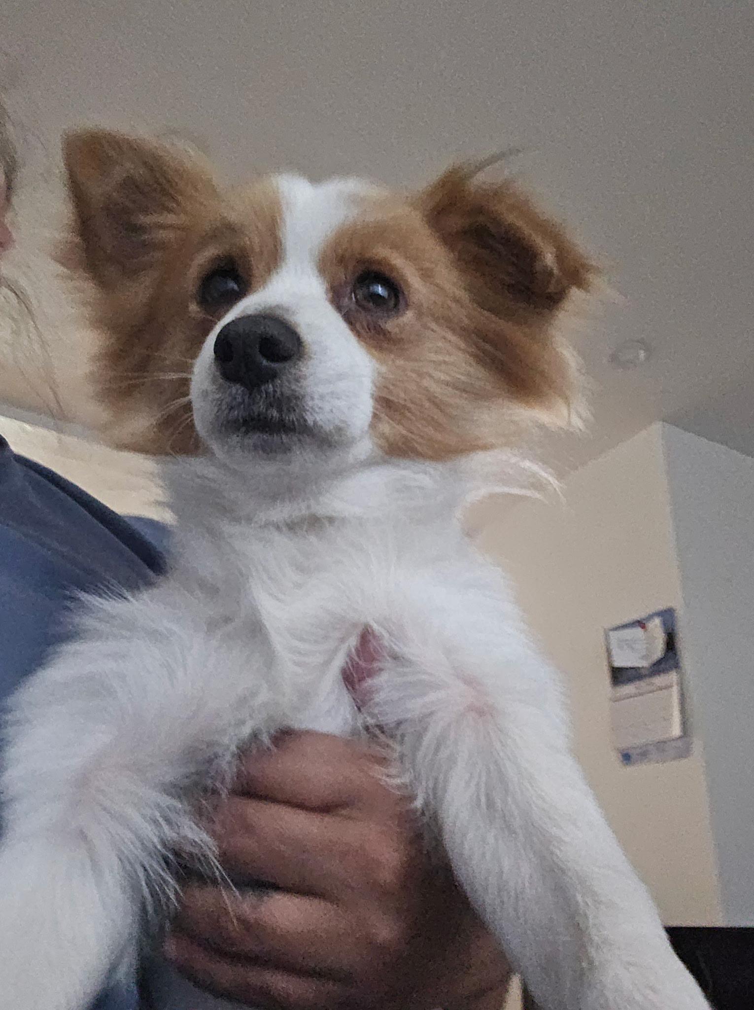 Sol, a Adoptable mixed breed in Walnut Creek, CA image 2/5