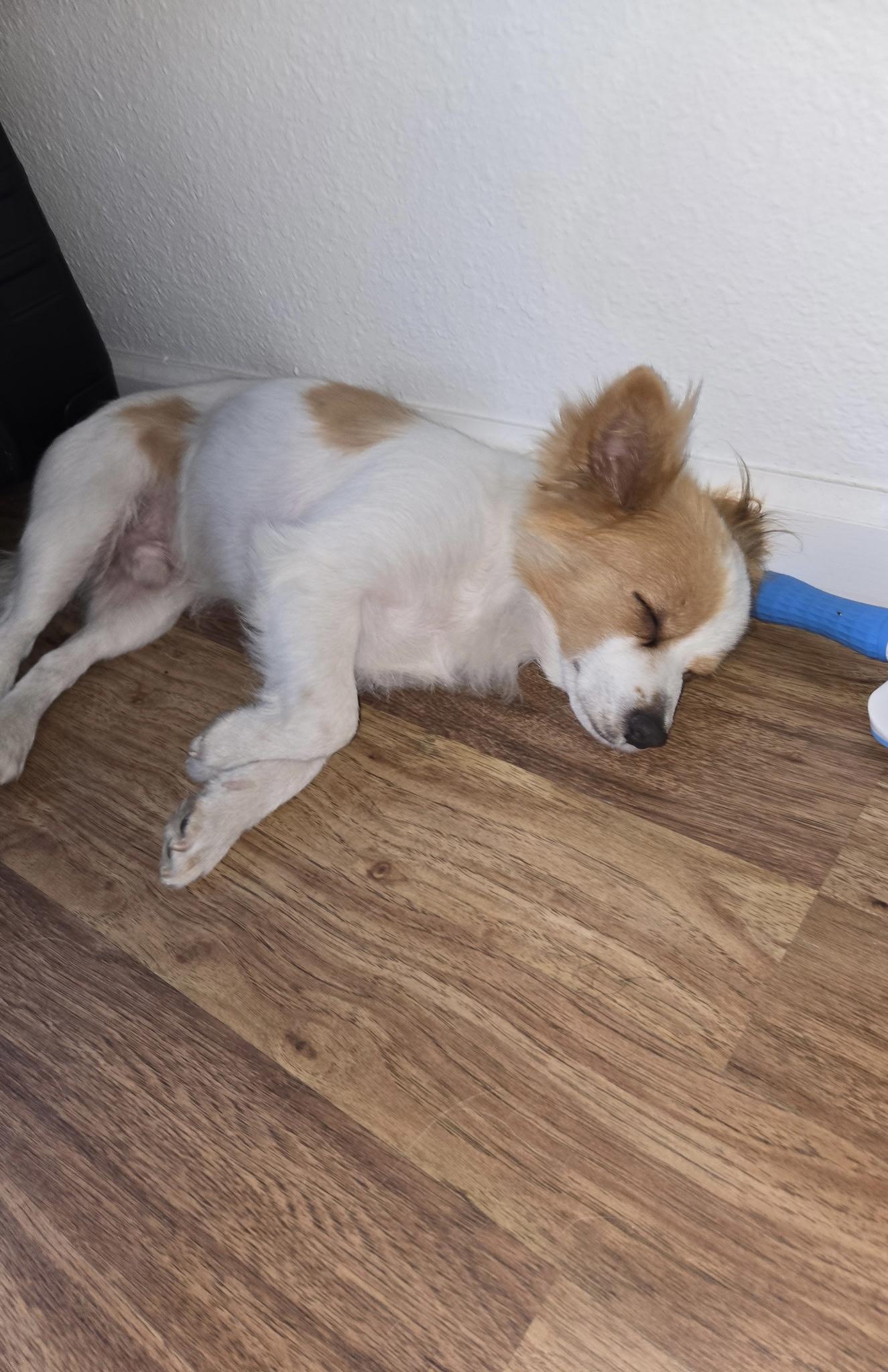 Sol, a Adoptable mixed breed in Walnut Creek, CA image 4/5