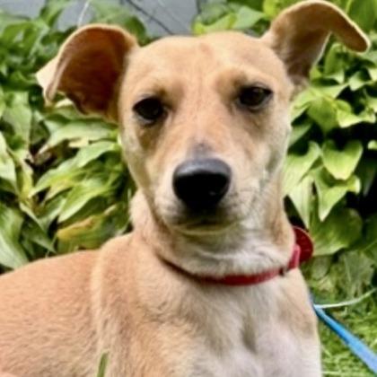 Enlarge Collin, a Adoptable mixed breed in Elk Grove Village, IL image 3/3