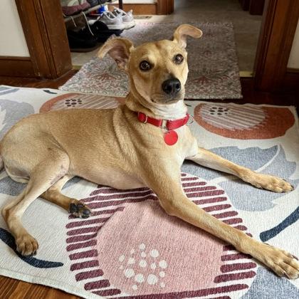 Enlarge Collin, a Adoptable mixed breed in Elk Grove Village, IL image 1/3