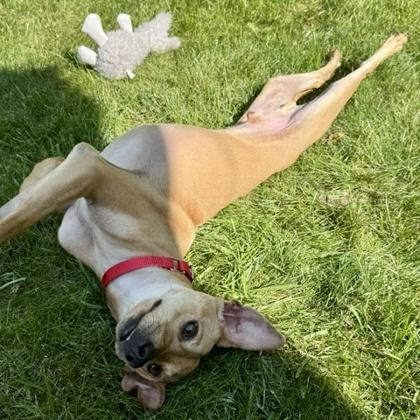 Enlarge Collin, a Adoptable mixed breed in Elk Grove Village, IL image 2/3