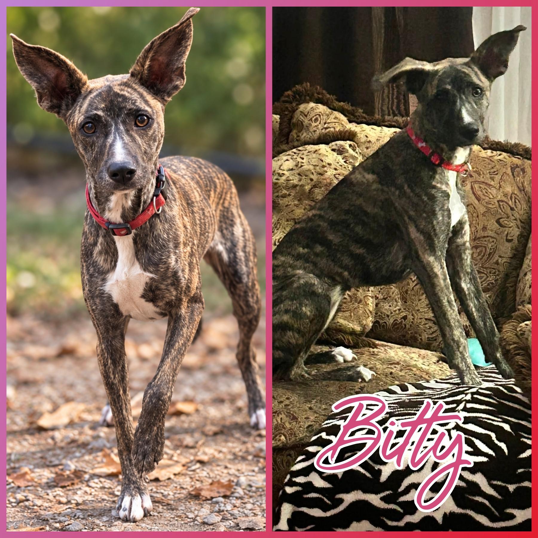 Bitty, Adopted, Young Female Whippet.