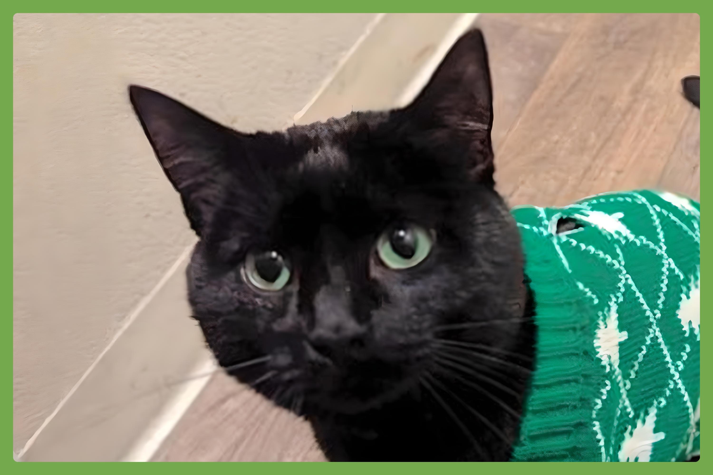 Nugget — thumbnail 3