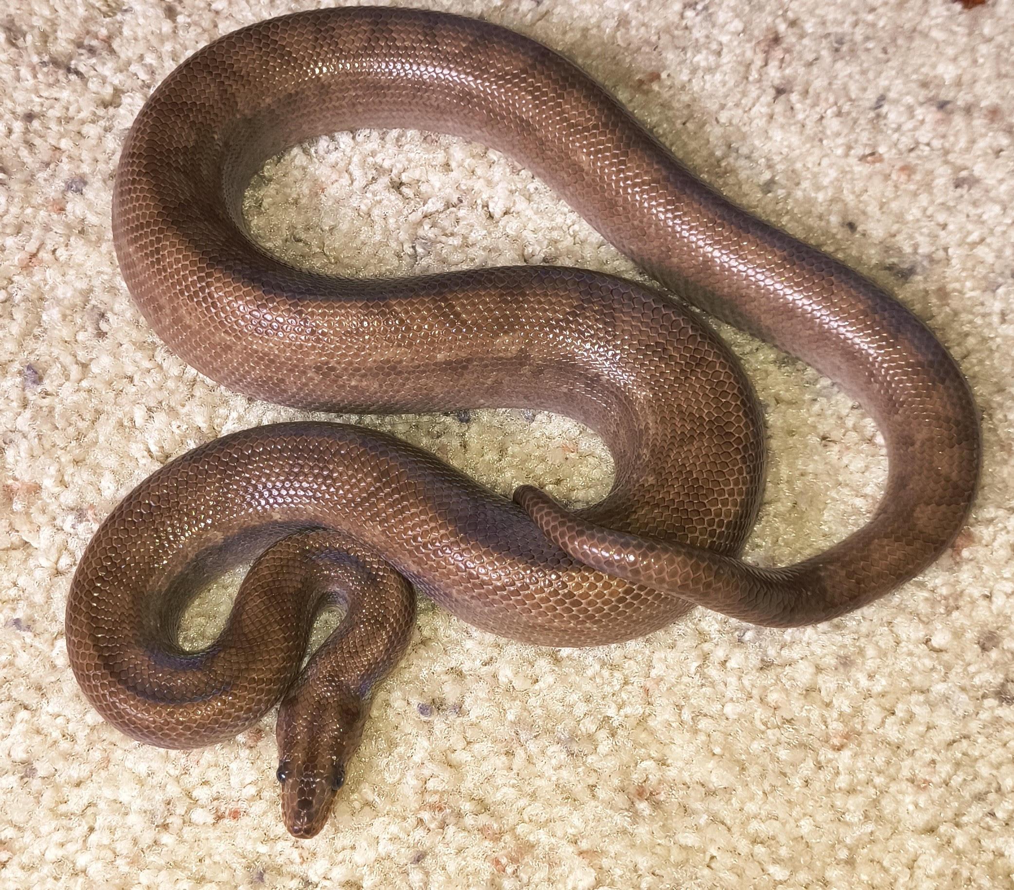 Enlarge Pebbles, Columbian Rainbow Boa, a ADOPTABLE Boa Constrictor in Sacramento, CA image 1/1