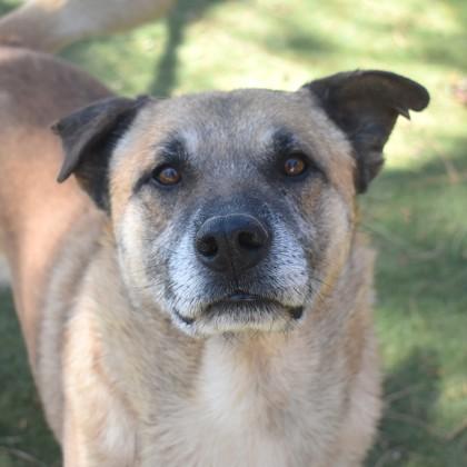 Mr. Smiley, Adult Male German Shepherd Dog