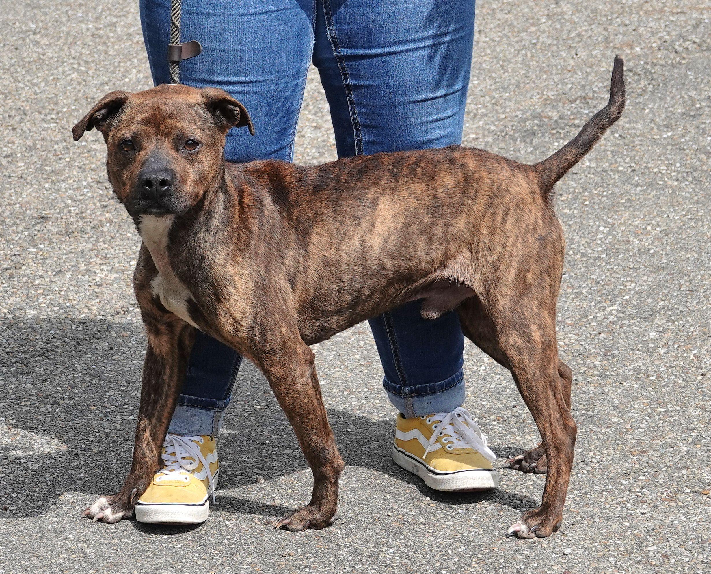 Enlarge Dip, a ADOPTABLE mixed breed in Millfield, OH image 2/3