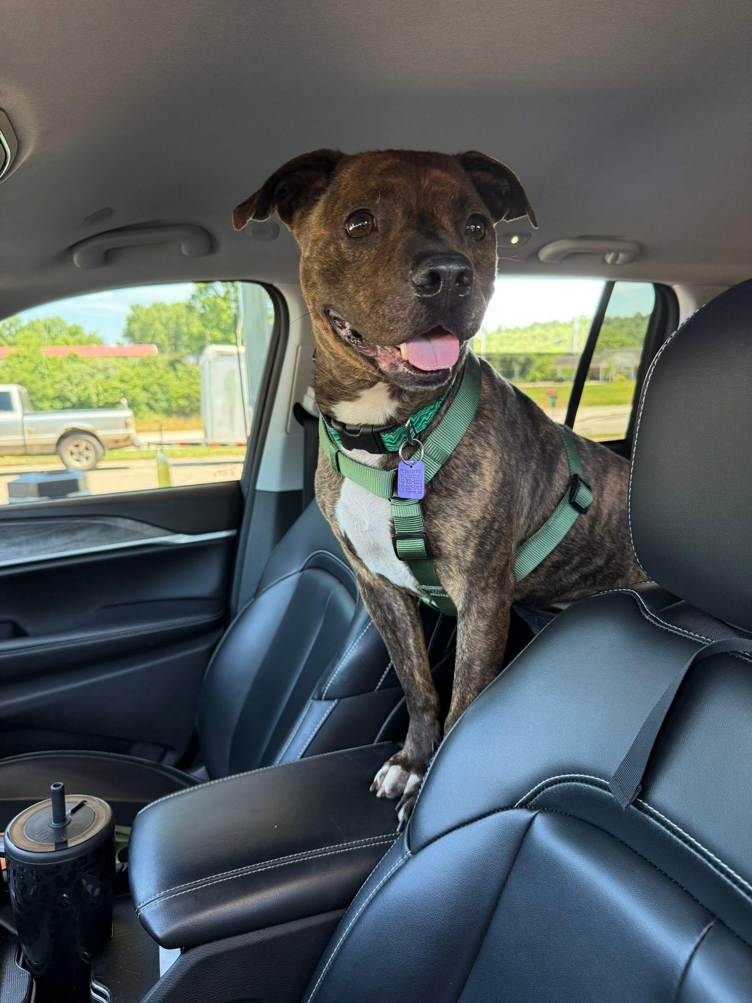 Dip - REDUCED ADOPTION FEE, a ADOPTABLE mixed breed in Millfield, OH image 5/6