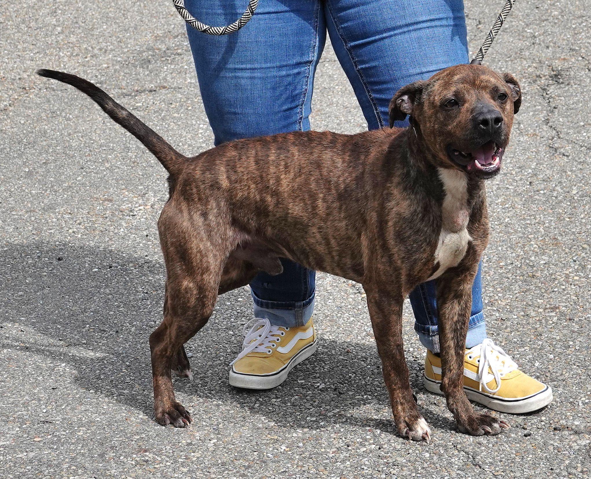 Enlarge Dip, a ADOPTABLE mixed breed in Millfield, OH image 3/3