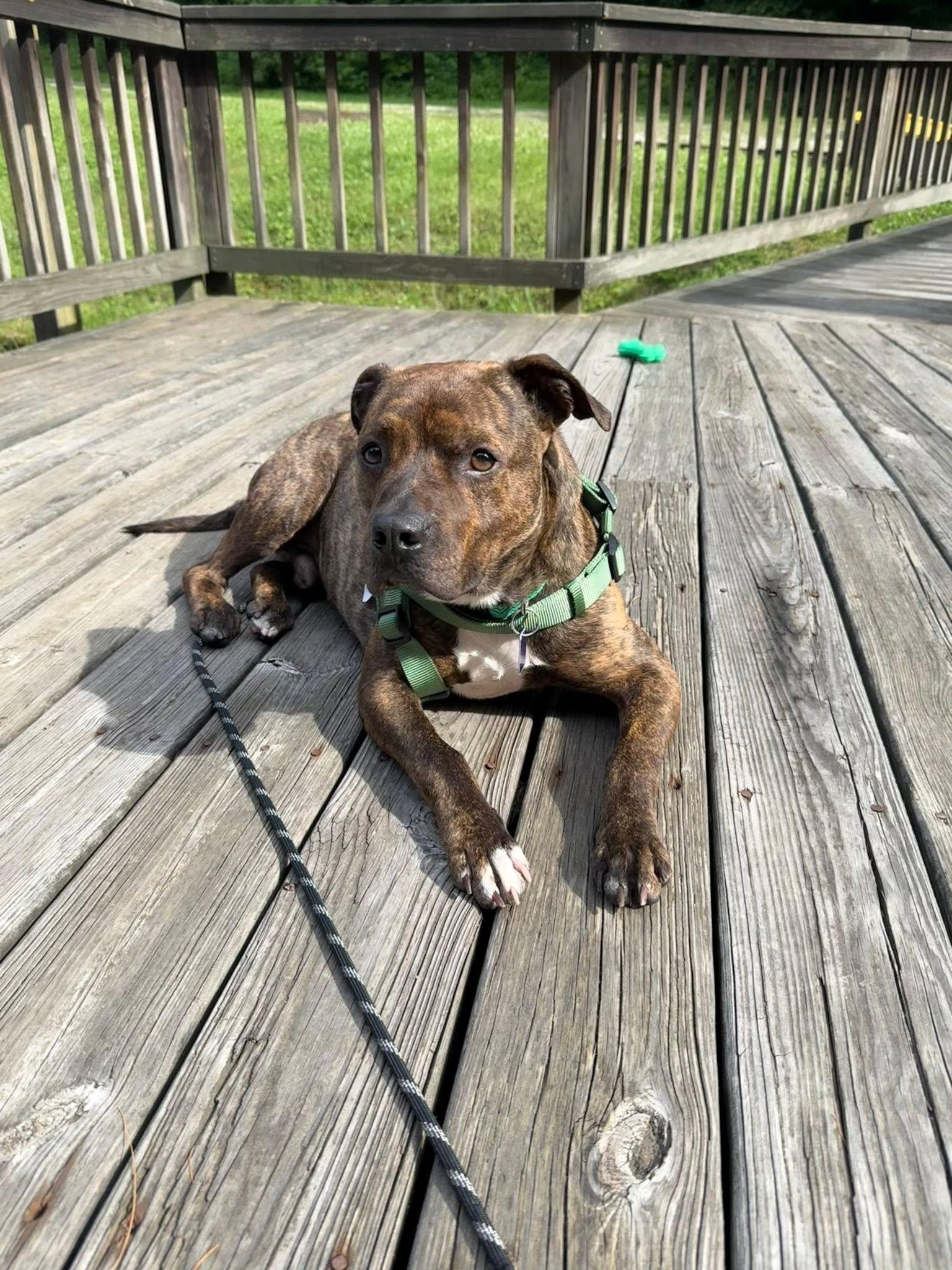 Dip - REDUCED ADOPTION FEE, ADOPTABLE, Adult Male Terrier.