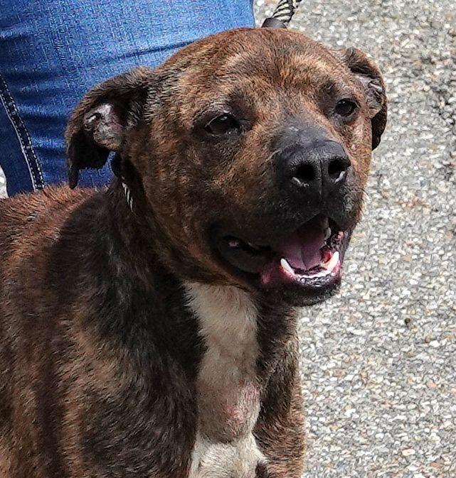 Dip, ADOPTABLE, Adult Male Terrier.