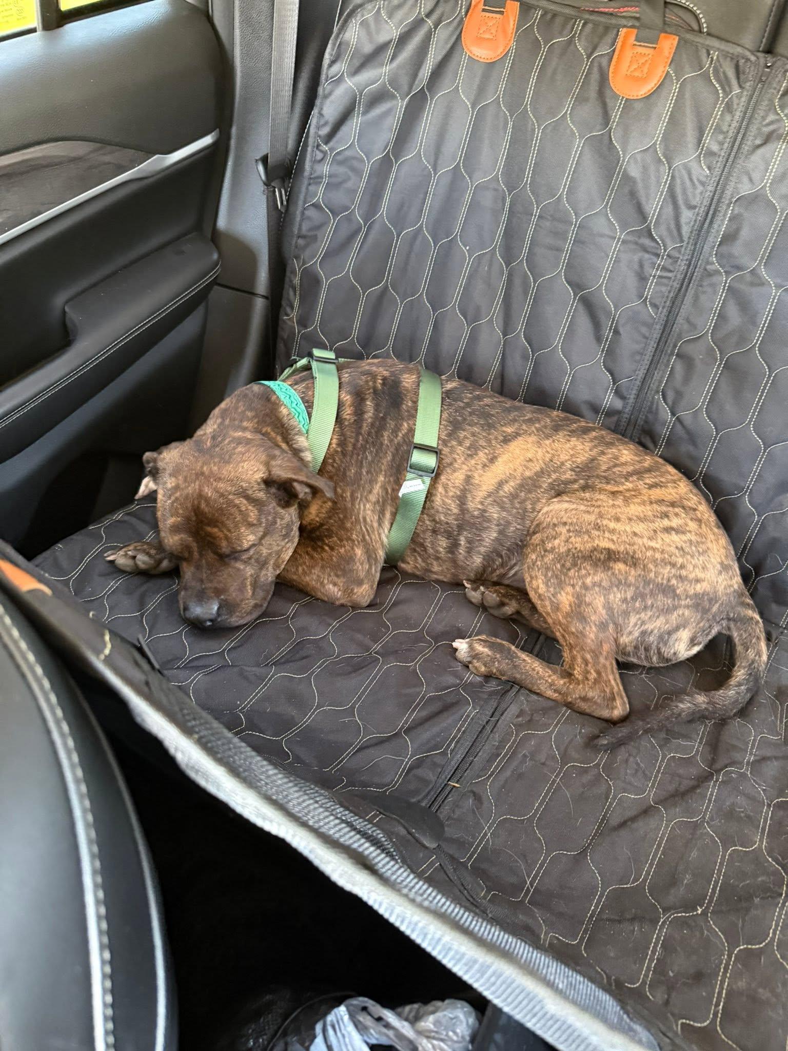 Dip - REDUCED ADOPTION FEE, a ADOPTABLE mixed breed in Millfield, OH image 6/6