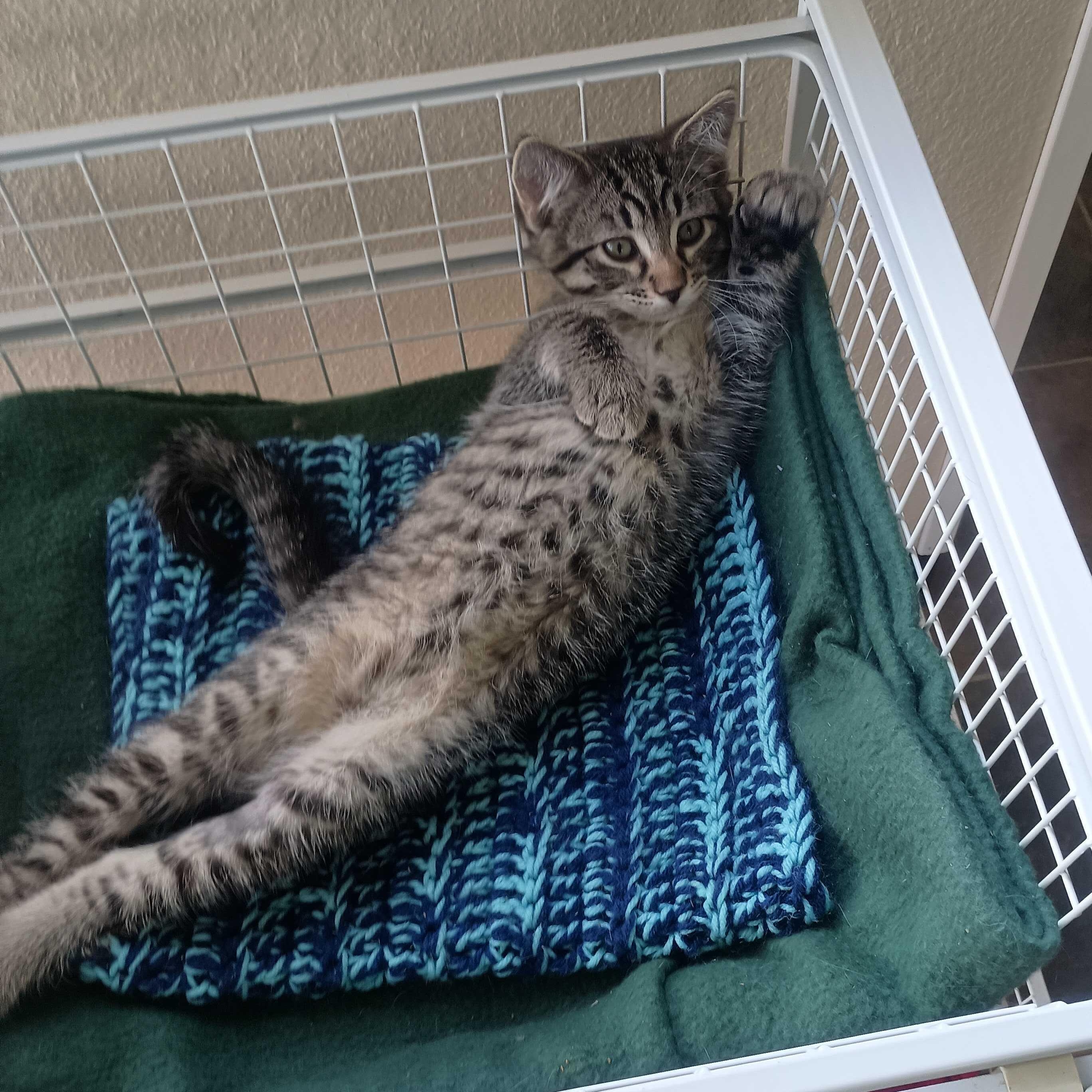 Wolverine, an adopted Domestic Short Hair in Ridgway, CO image 2/6