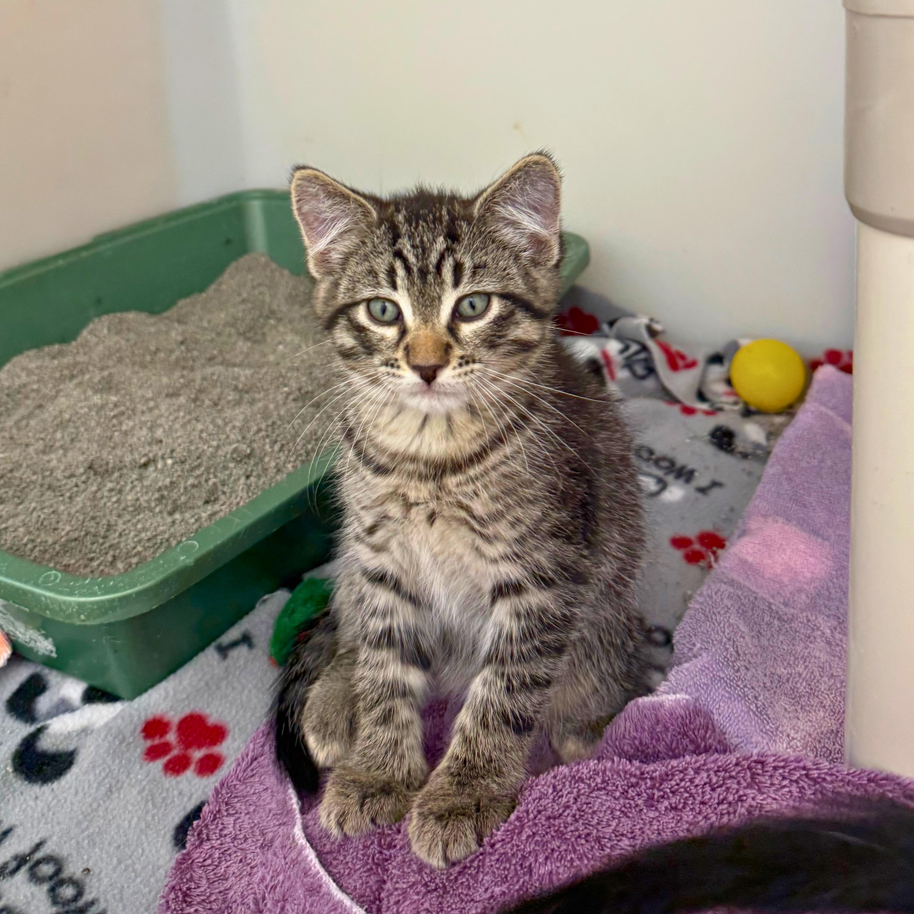 Wolverine, an adopted Domestic Short Hair in Ridgway, CO image 5/6