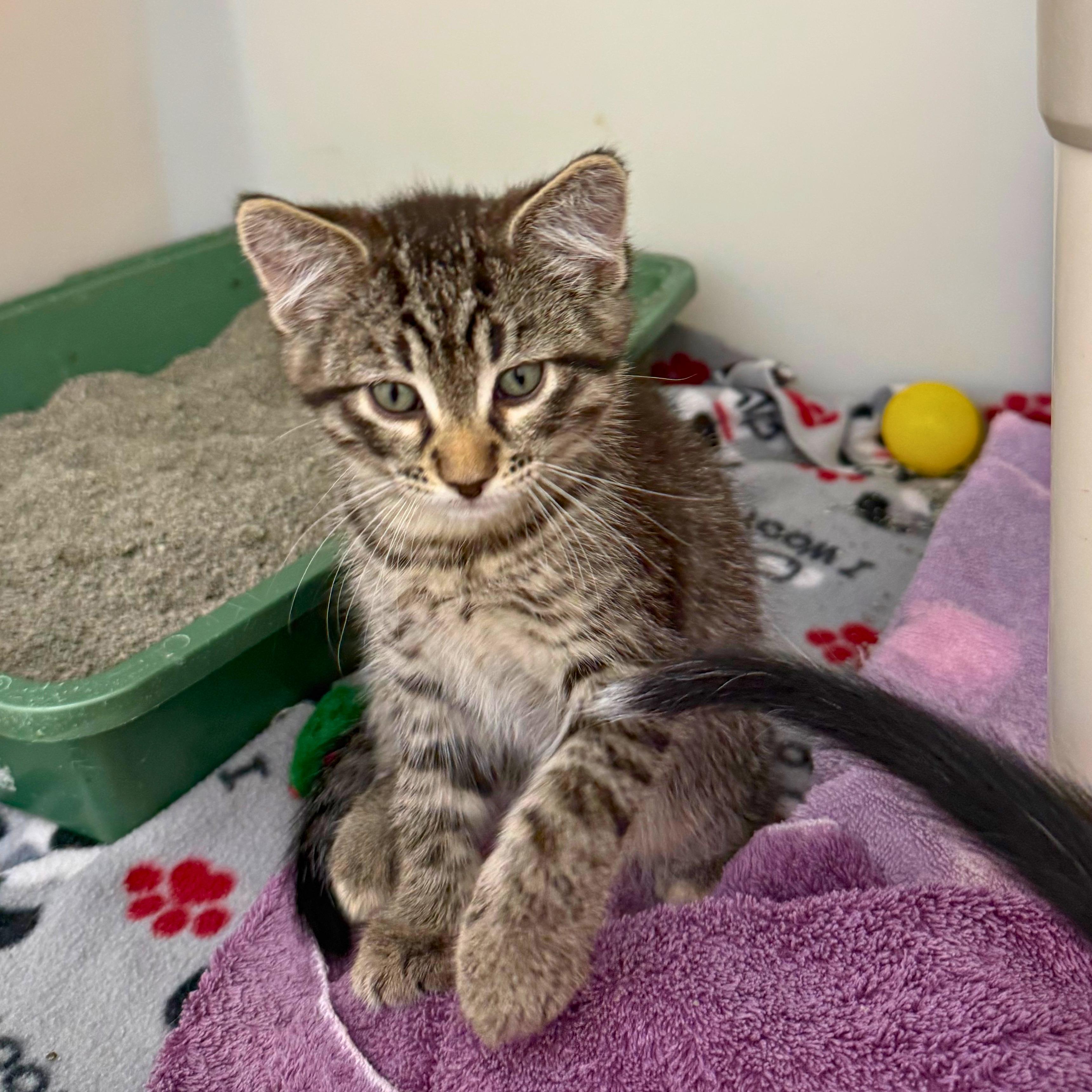Wolverine, an adopted Domestic Short Hair in Ridgway, CO image 4/6