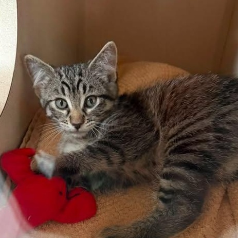 Wolverine, an adopted Domestic Short Hair in Ridgway, CO image 3/6
