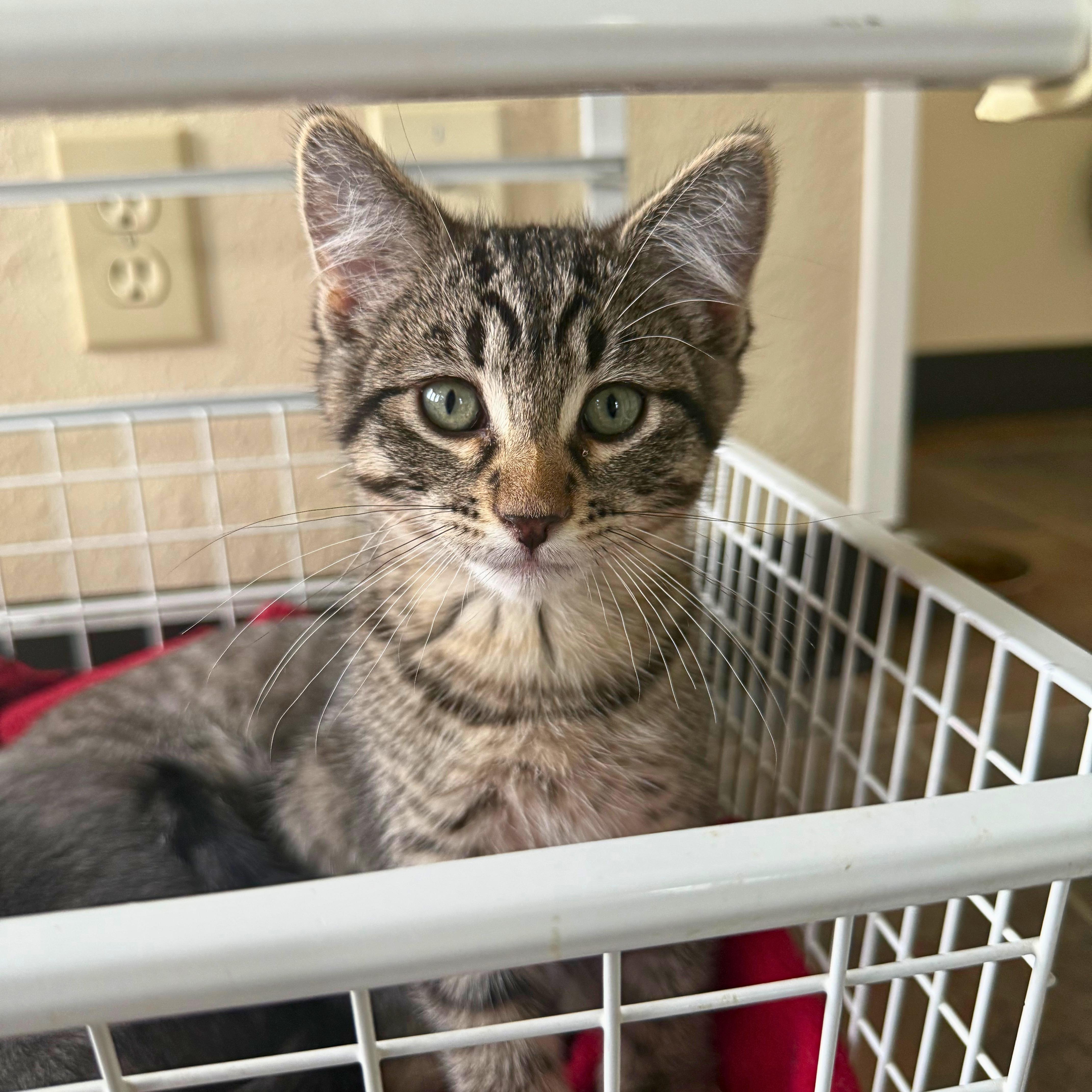 Wolverine, adopted, Kitten Male Domestic Short Hair.