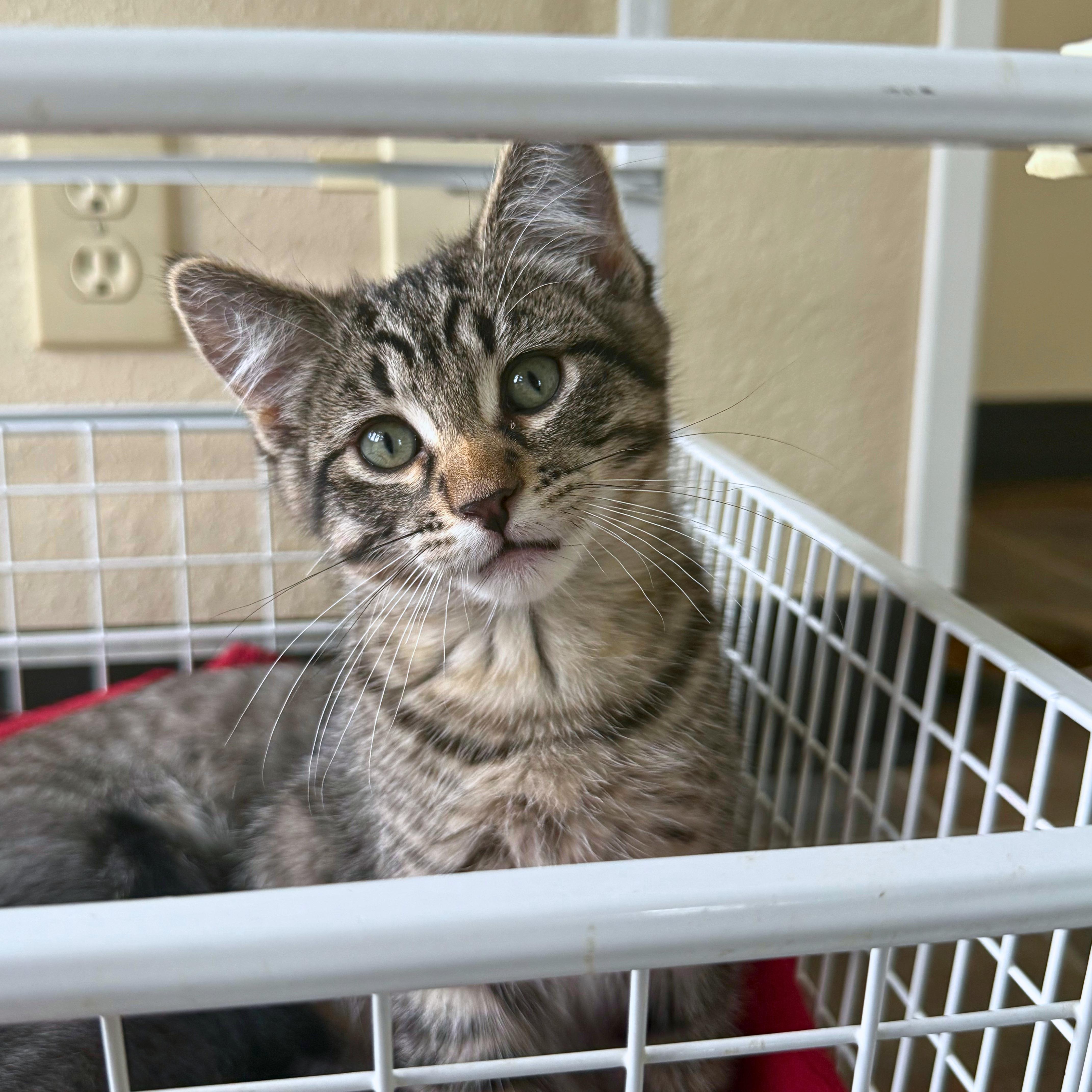 Wolverine, an adopted Domestic Short Hair in Ridgway, CO image 6/6
