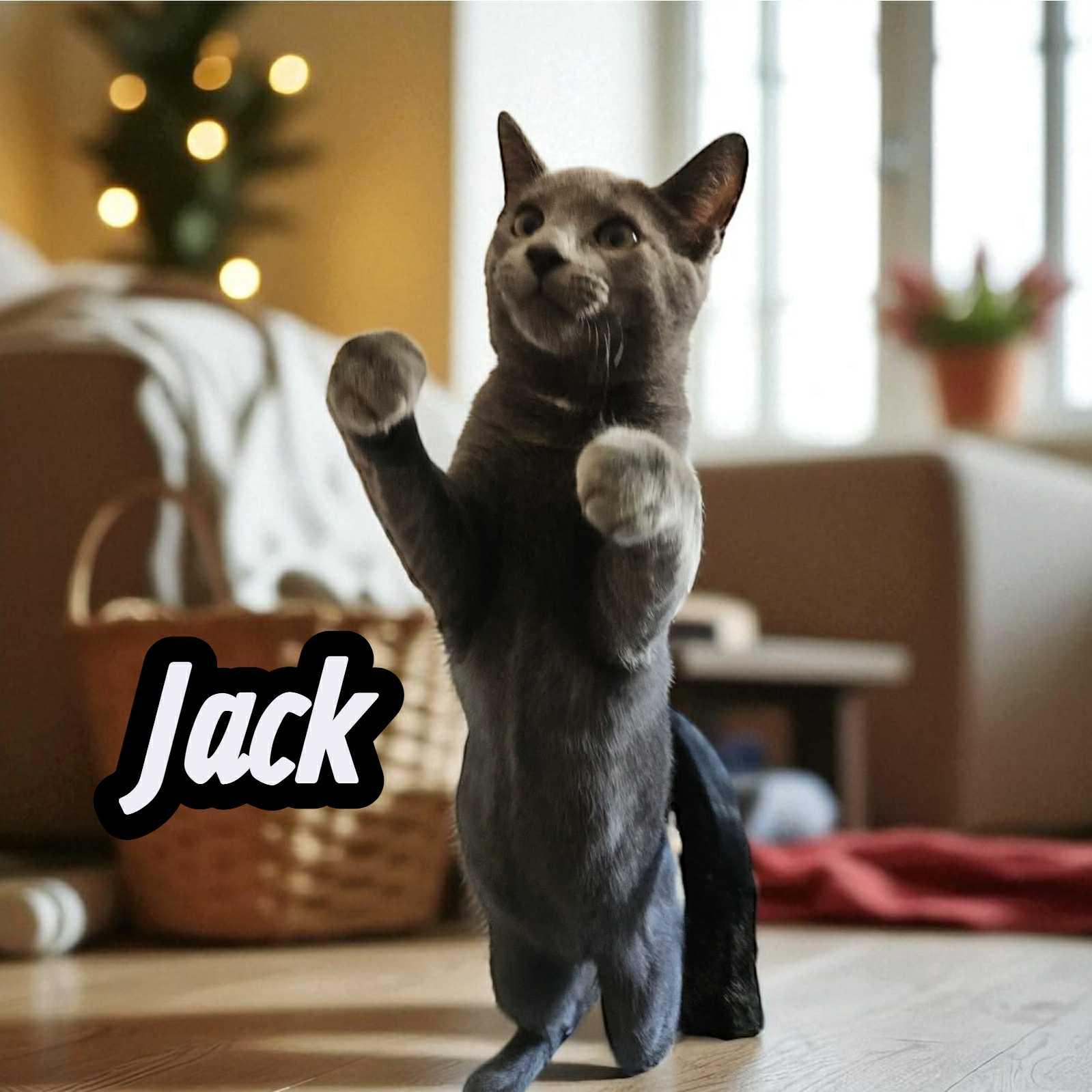 Enlarge Jack, a Adoptable Domestic Short Hair in West Pittston, PA image 1/1