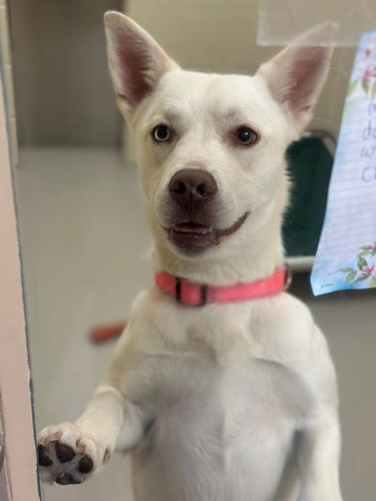 Enlarge Bailey, a ADOPTABLE mixed breed in Fremont, MI image 2/4