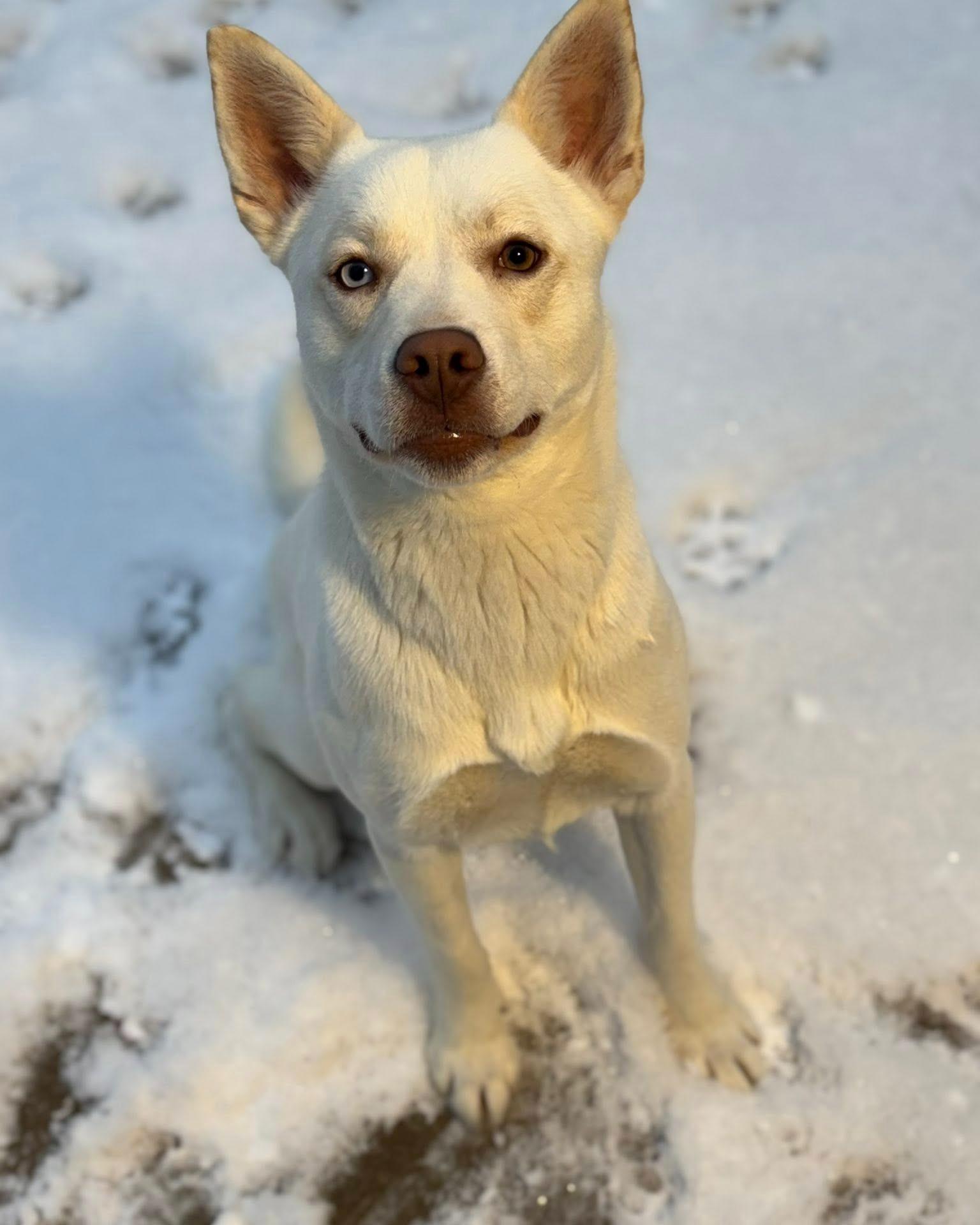 Enlarge Bailey, a ADOPTABLE mixed breed in Fremont, MI image 3/4