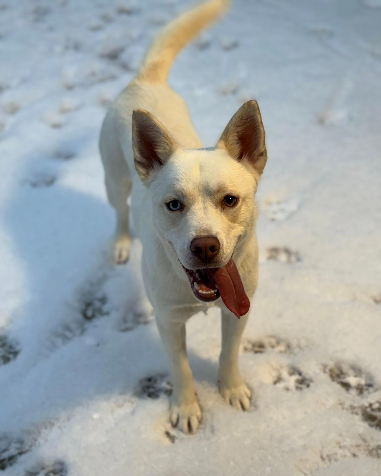 Enlarge Bailey, a ADOPTABLE mixed breed in Fremont, MI image 4/4