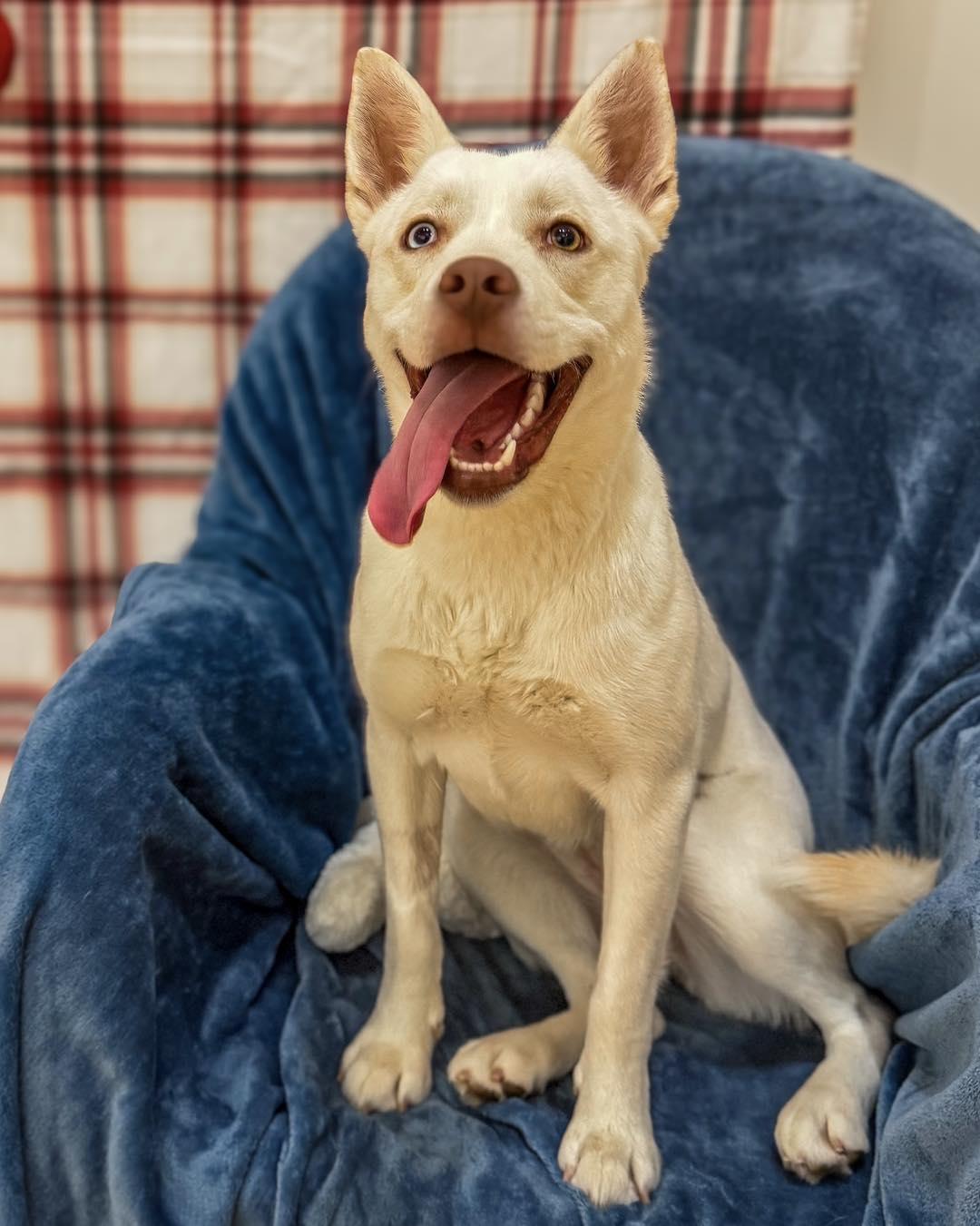 Bailey, ADOPTABLE, Young Female Siberian Husky.