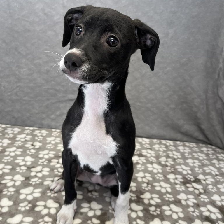 Enlarge Zayda, an adopted Terrier in Benld, IL image 1/1