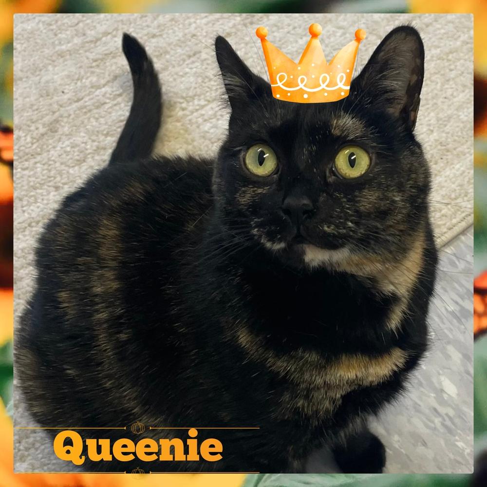 W2 QUEENIE, Adoptable, Adult Female Domestic Short Hair.