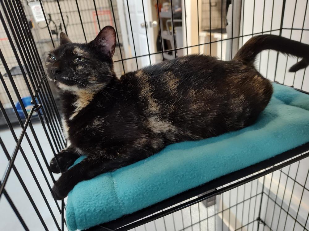 Enlarge W2 QUEENIE, a Adoptable mixed breed in Southbury, CT image 1/5