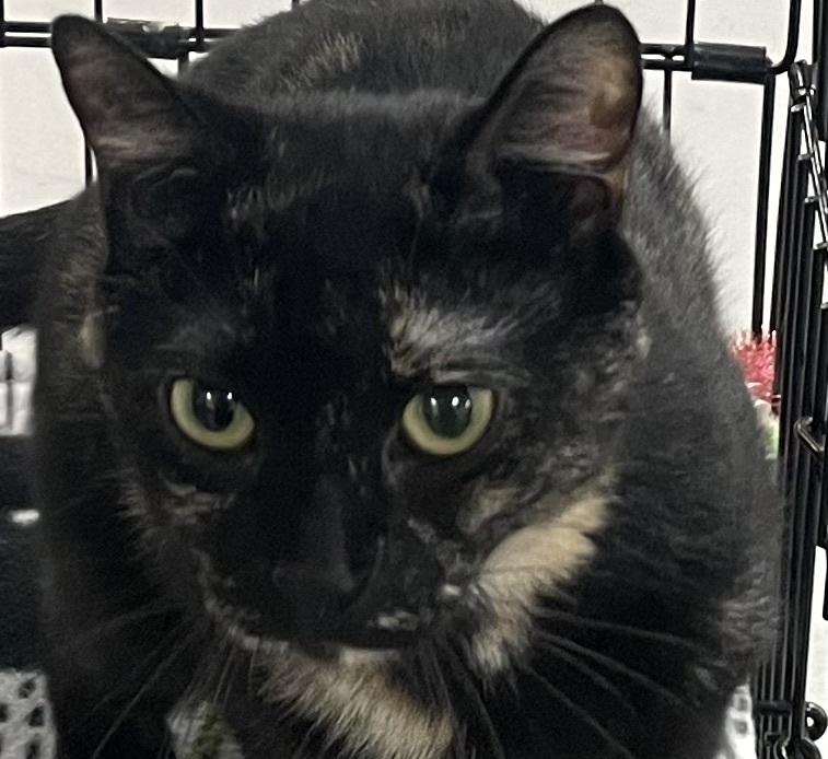 Enlarge W2 QUEENIE, a Adoptable mixed breed in Southbury, CT image 2/5