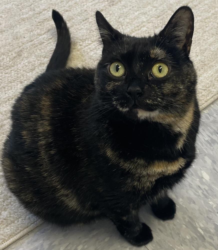 W2 QUEENIE, Adoptable, Adult Female Domestic Short Hair.