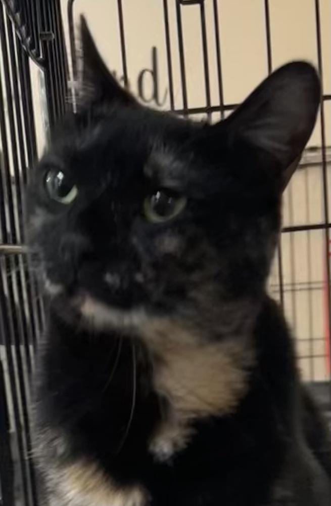 Enlarge W2 QUEENIE, a Adoptable mixed breed in Southbury, CT image 3/5